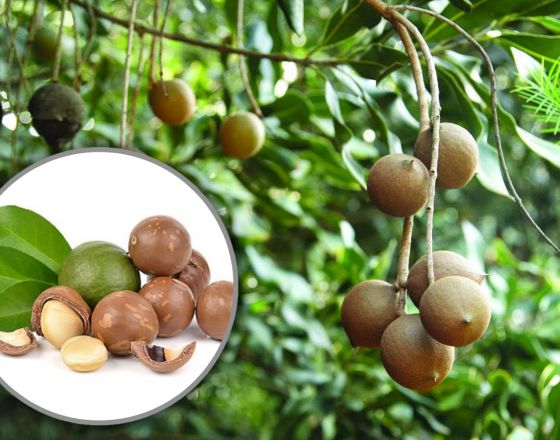 Hạt mắc ca tốt như thế nào đối với sức khỏe?